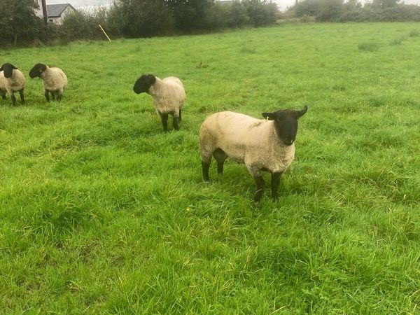 PBNR Suffolk Hogget Rams - Main image