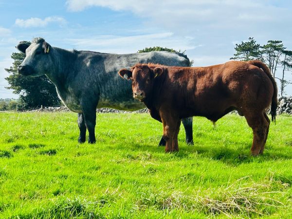 BB Cow with LM SHOW Calf at Foot Ballinasloe Mart - Main image