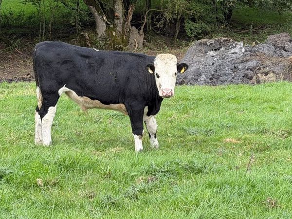 6 Hereford store bullocks - Main image