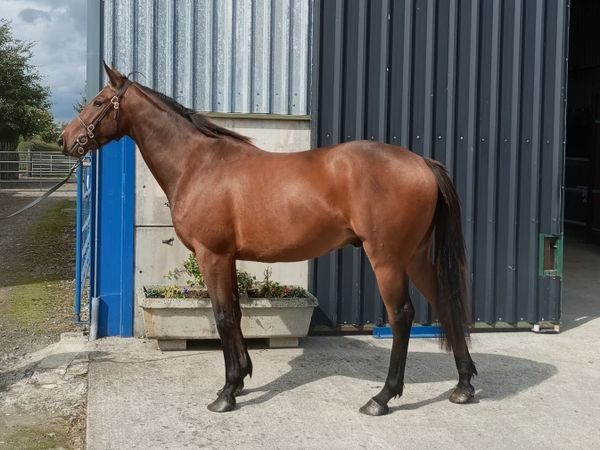 horse - Main image