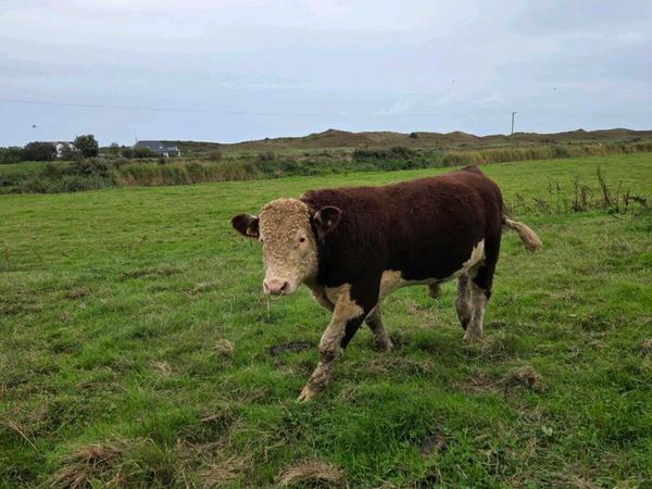 Pedigree hereford bulls - Main image