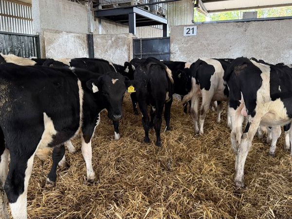 12 super British Frisian bull weanlings - Main image