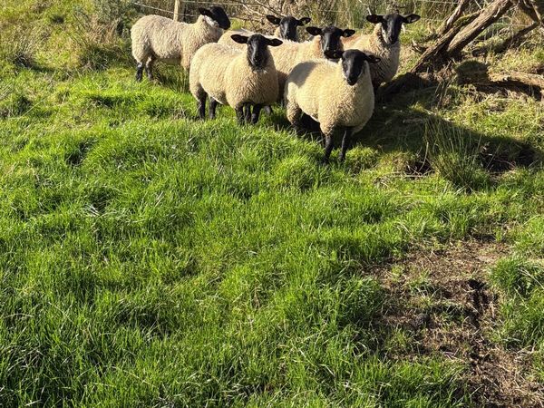 Suffolk Mule Ewe Lambs - Main image