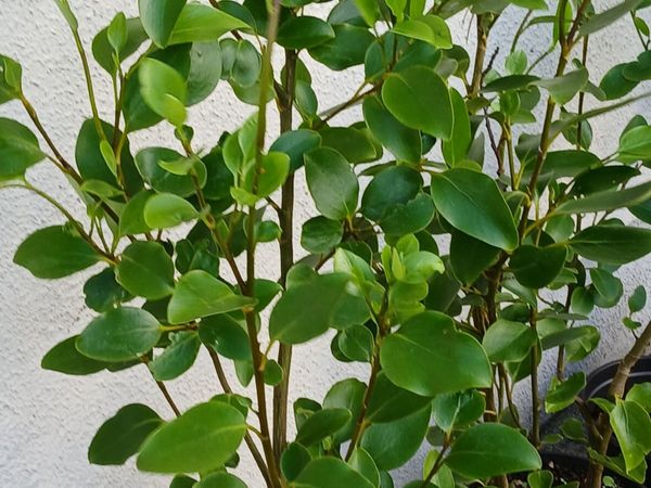 Garden Hedging, - Main image