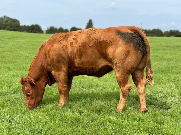 15 Spring-Calving Heifers – Balla Mart - Main image