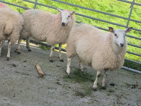 Ewe Lambs - Main image