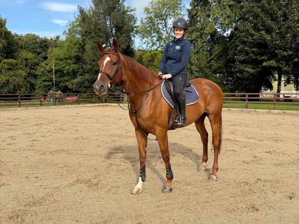 16.3hh 5 year old mare - Main image