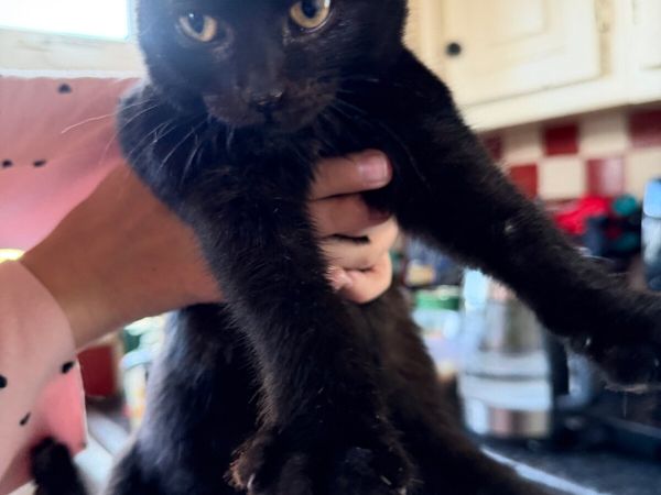 🐾 3 Black Kittens Looking for Loving Homes 🐾 - Main image