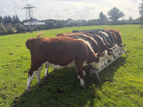 Quality Bunch of Heifers - Main image