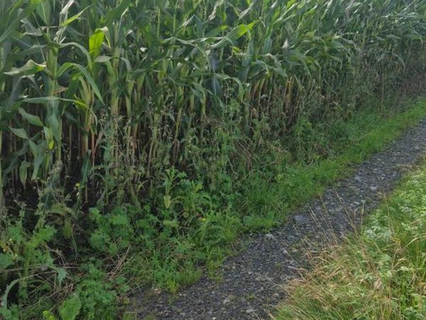 Maize - Main image