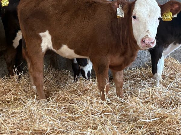 Fleckvieh cross heifers - Main image