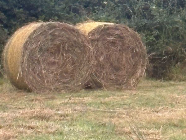 Rushes - Main image