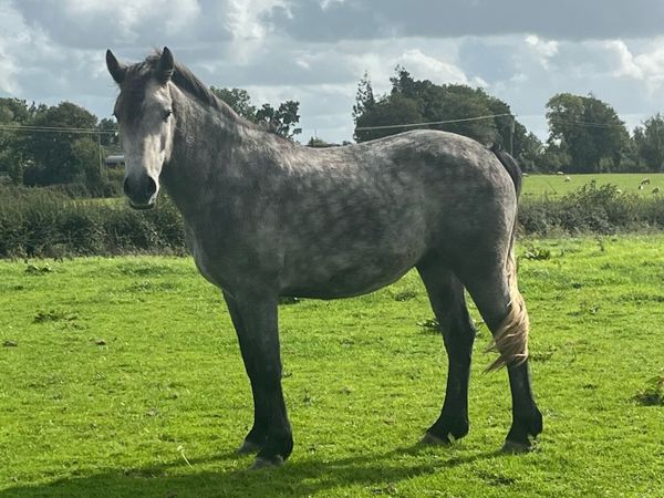 Connemara Gelding - 3 Year Old - Main image