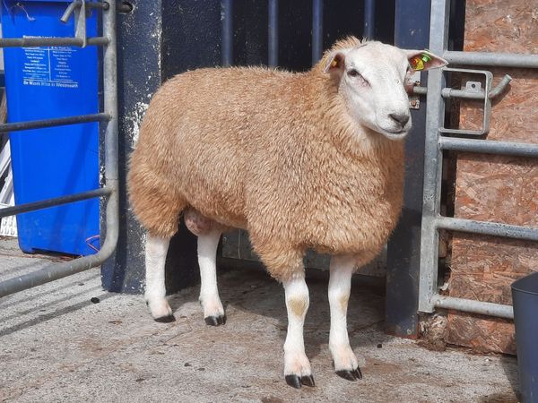 Beclare pedigree  ram lambs - Main image
