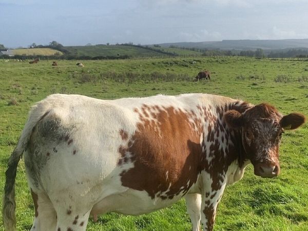 Incalf heifers - Main image