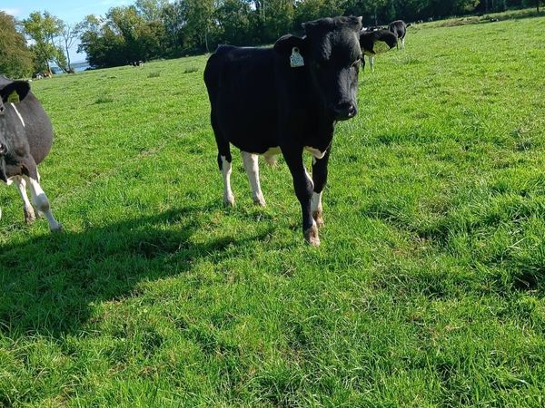 Calves - Main image