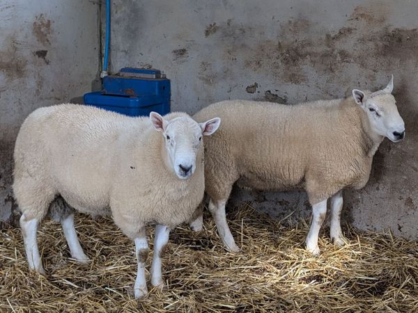 Wicklow Cheviot Shearling Rams - Main image