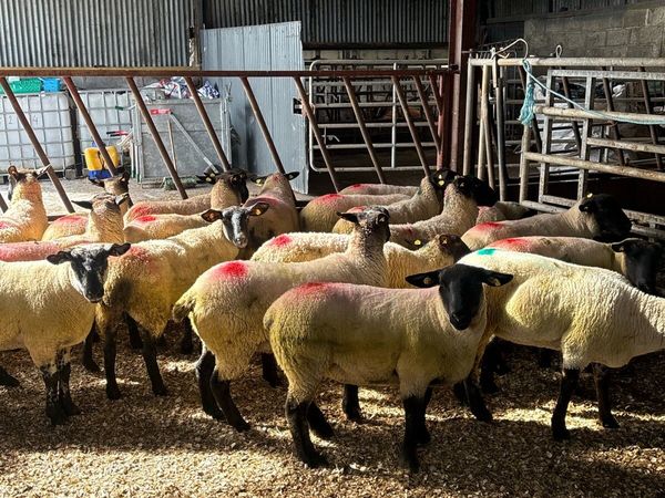 💥25 Suffolk Hoggets 💥 - Main image