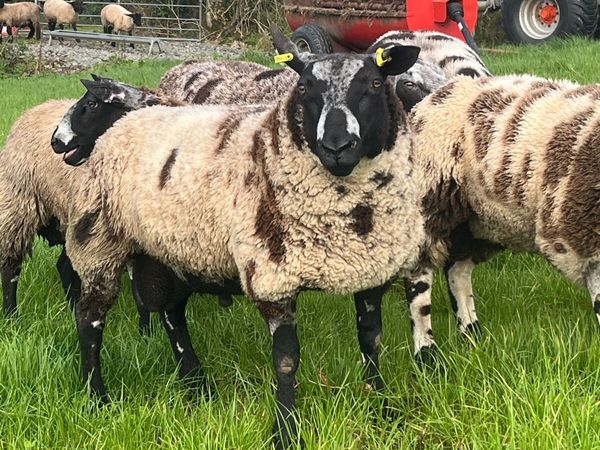 Dutch Spotted Rams - Main image