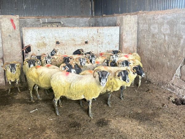 💥Lanark ewes 💥 - Main image