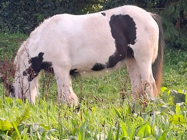 Cob filly - Main image