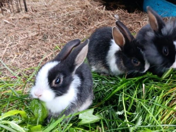 Baby Rabbits - Main image
