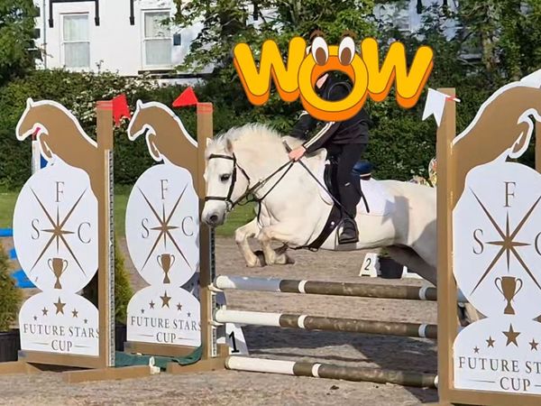 12.2 jumping pony - Main image