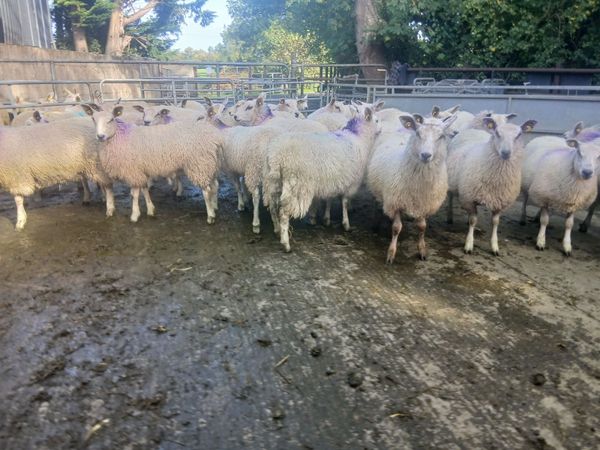 Aberfield Showstopper's - Main image
