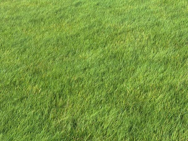 Silage - Main image