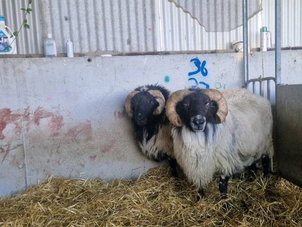 Mayo rams & Ram Lambs - Main image