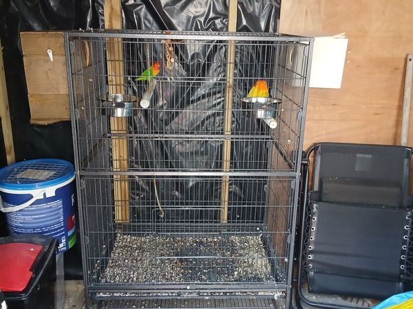 2 pairs of lovebirds. 1 cock lutino cockatiel - Main image