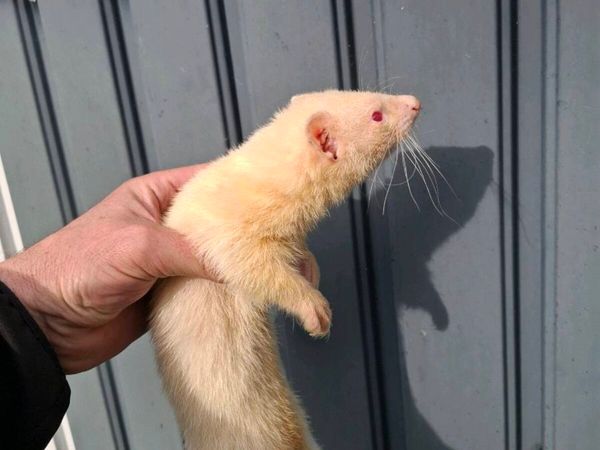 Ferret - Main image