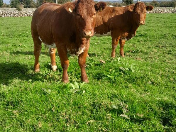 Rone heifers going to tuam mart on the 28th Sept - Main image