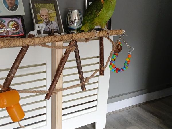 Yellow headed amazon parrot for sale ,born 16/8 25 - Main image
