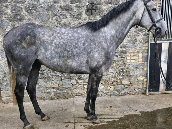 16.1, 6 yr old Gelding - Main image