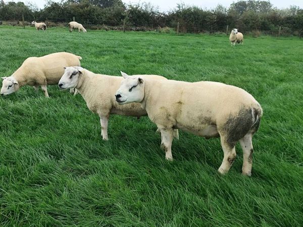 Texel+Rouge + Aberfield - Main image