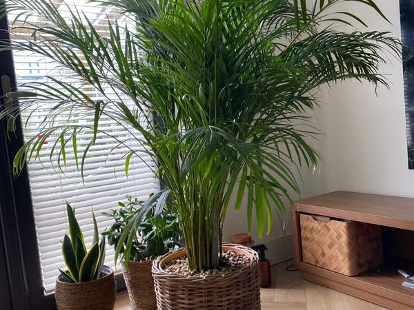 Areca palm large - Main image