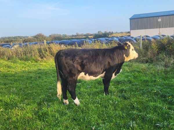 Organic Cattle Gort Mart 1st October - Main image