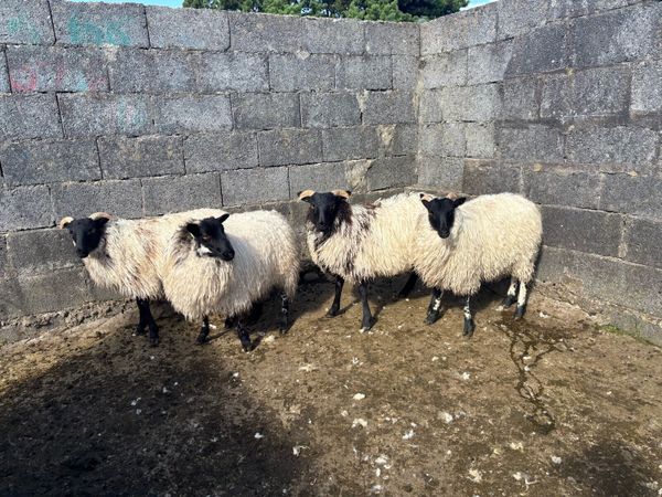Ewe Lambs - Main image