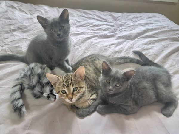 Kittens - Main image