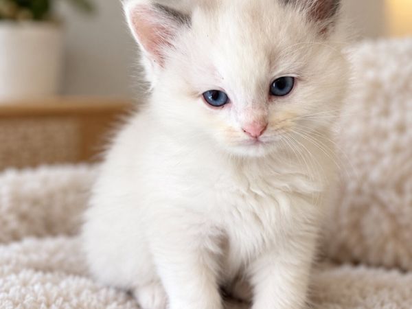 Ragdoll kitten - Main image