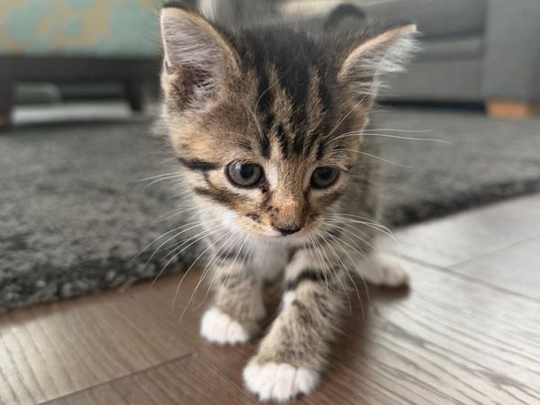 Kitten - Main image