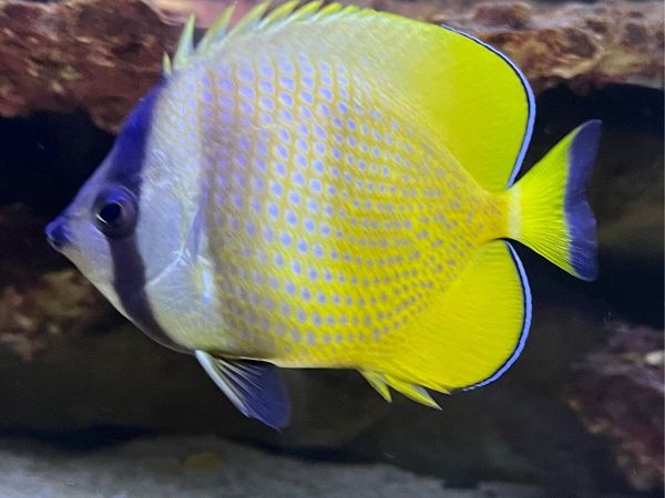Reef fish - Main image