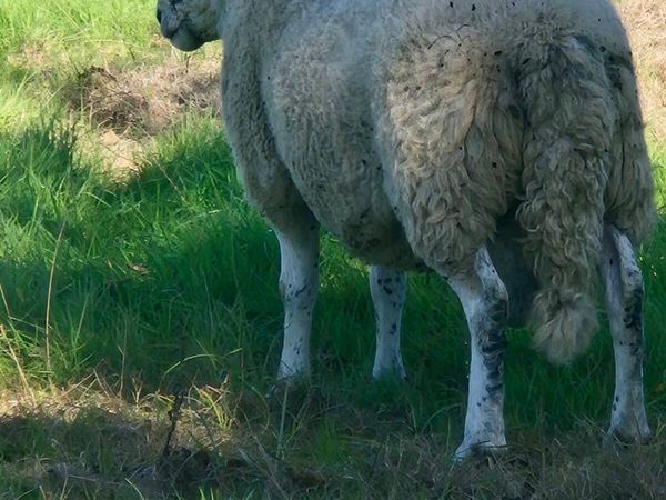 4 year old Brockie ram and selection of ewe lambs. - Main image