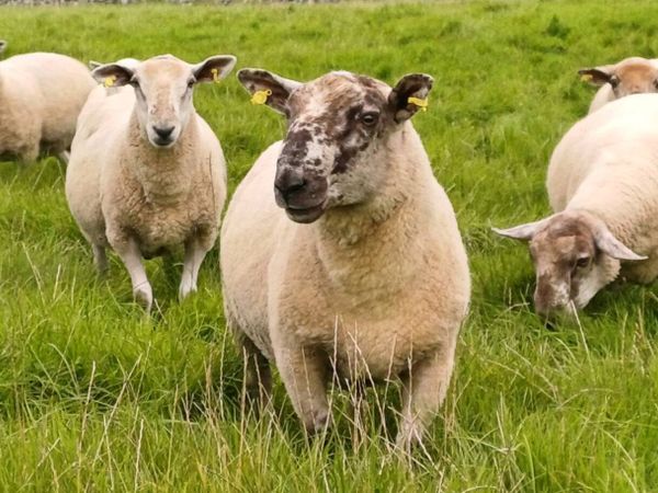 Hogget rams for sale - Main image