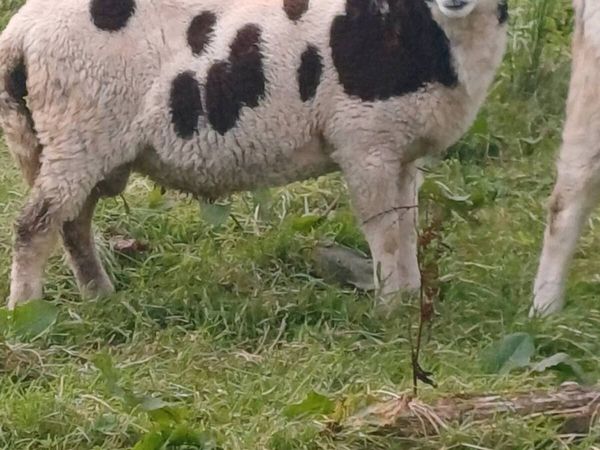 Jacob rams - Main image