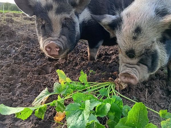 Kune Kune Pigs - Free to a Good Home - Main image