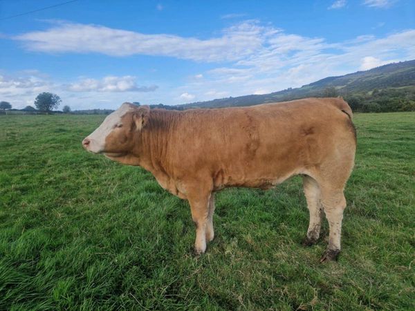 Breeding Heifers - Main image