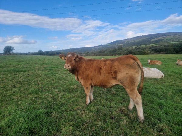 Breeding Heifers - Main image