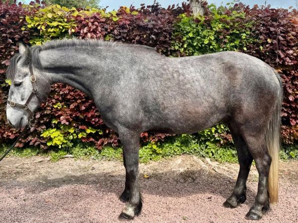 148cm Connemara Gelding - Main image